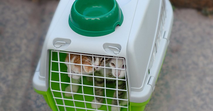 Three cats in a travel crate