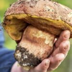 gaint mushroom gaint mushroom