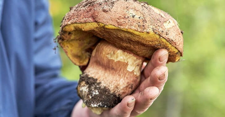 gaint mushroom