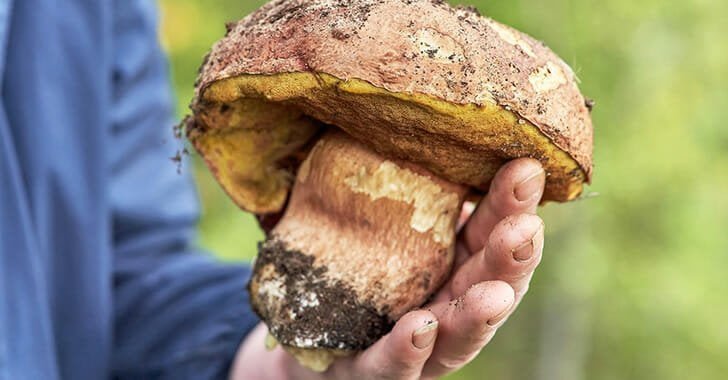 gaint mushroom gaint mushroom