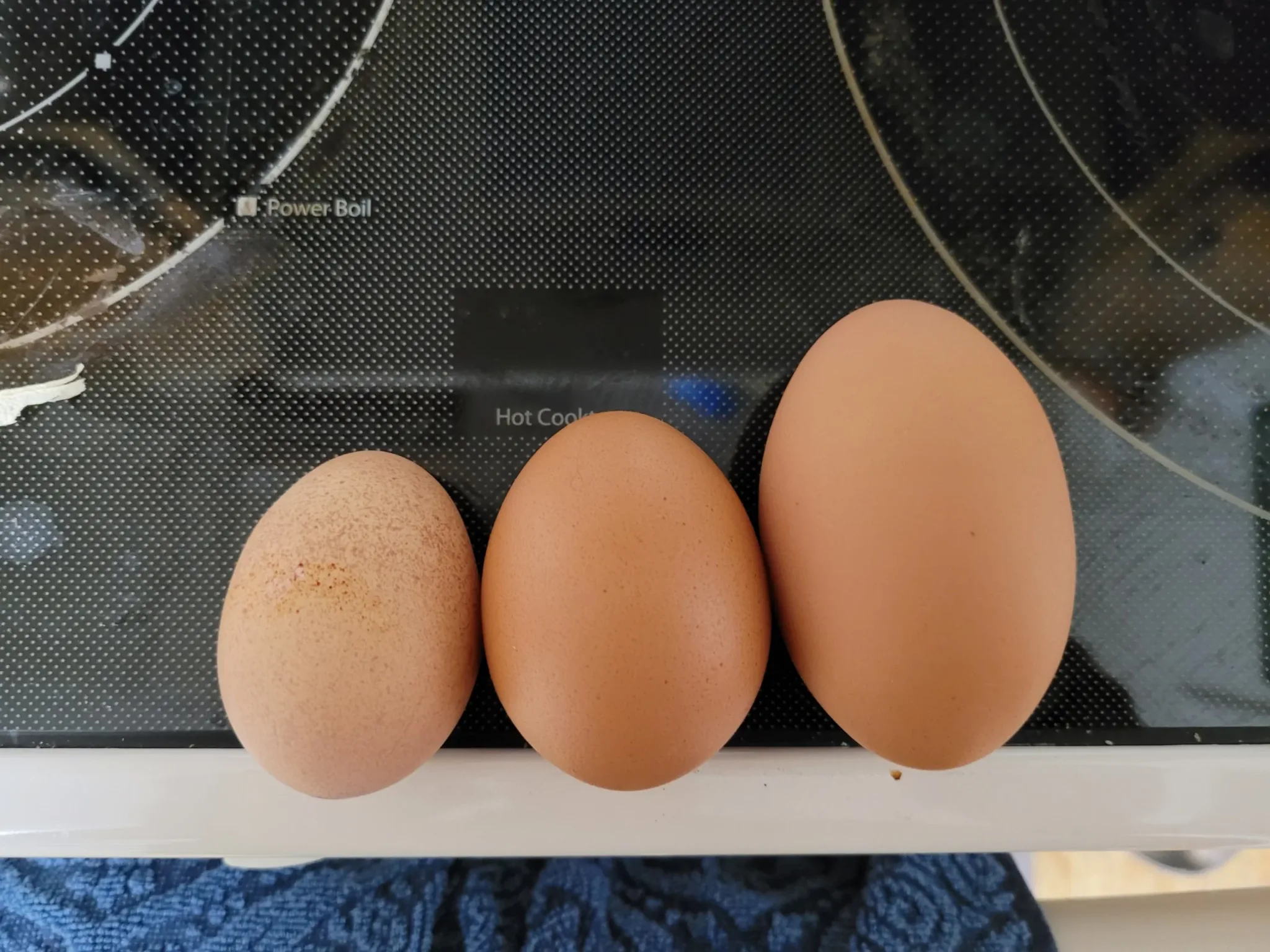 Comparison of three eggs from three hens - Ouch