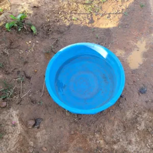 Water bowl for the barn cats