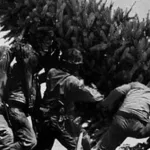 Christmas Tree Raising