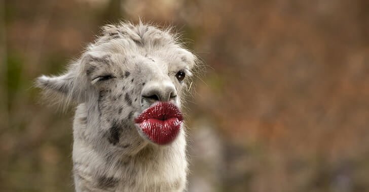 Happy Valentine's - Lama with lipstick