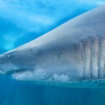 Don't Feed The Sharks