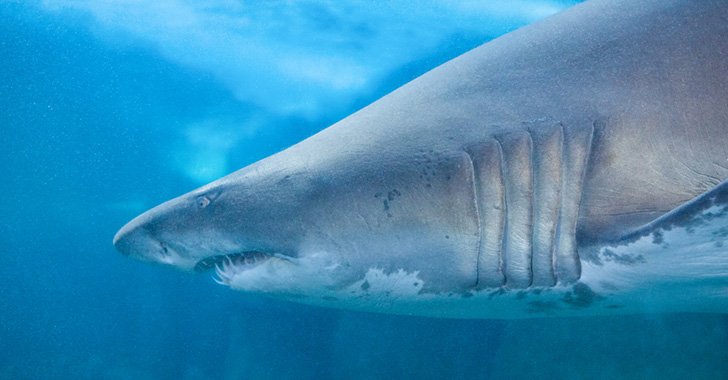 Don't Feed The Sharks