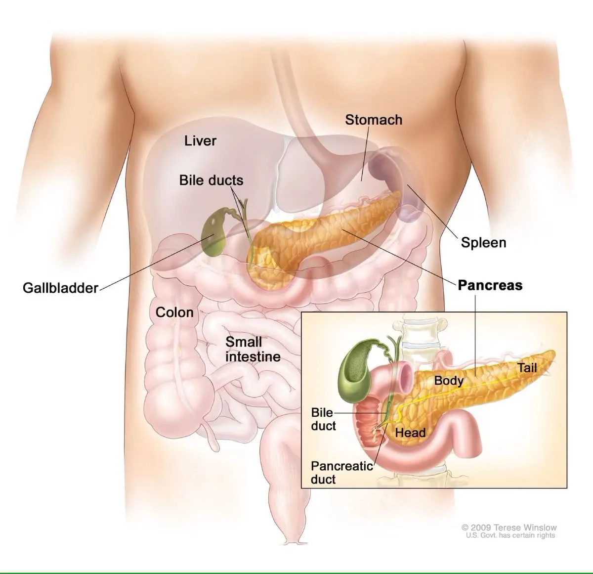 pancreas illustration