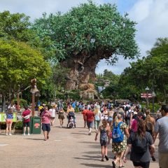 Disney Tree of Life