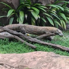 Komodo Dragon