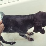 Giving a dog a bath – Wet Dog Giving a dog a bath - Wet Dog